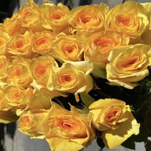 Hoa Hồng Đà Lạt Vàng Chùa
