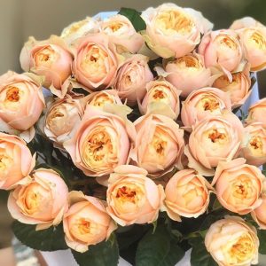 Hoa Hồng Đà Lạt Vuvuzela