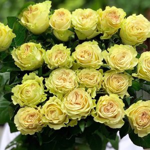 Hoa Hồng Đà Lạt Xanh Xoăn