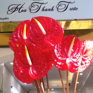 Hoa Hồng Môn – Đỏ