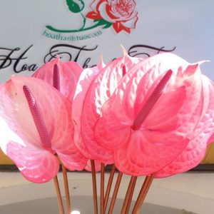 Hoa Hồng Môn – Hồng Đậm