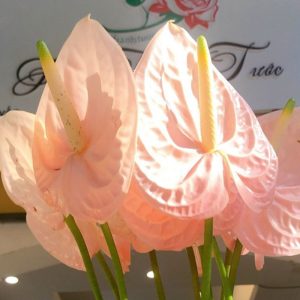 Hoa Hồng Môn – Hồng Nhạt