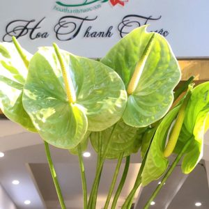Hoa Hồng Môn – Xanh