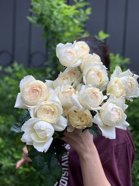 Hoa Hồng ngoại Ivory