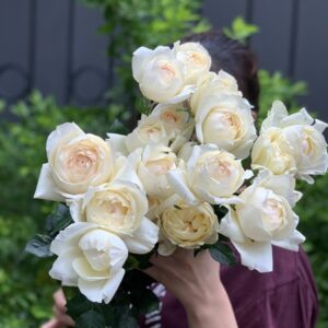 Hoa Hồng ngoại Ivory
