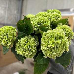 Hoa Hydrangea Classic Verena Green Xanh Lá