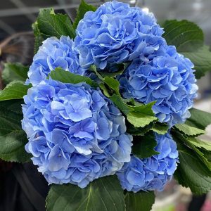 Hoa Hydrangea Royal Pride CTC Xanh