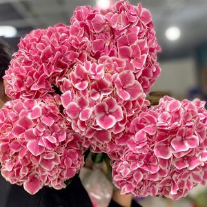 Hoa Hydrangea Sunsation Pink CTC Hồng