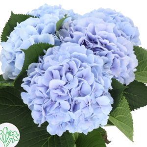 Hoa Hydrangea Verena Blue CTC Xanh Bạc