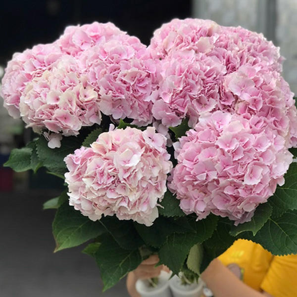 Hoa Hydrangea Verena Pink CTC Hồng – 545