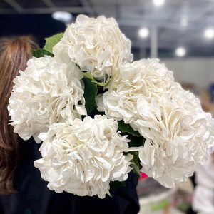 Hoa Hydrangea White Verena CTC Trắng