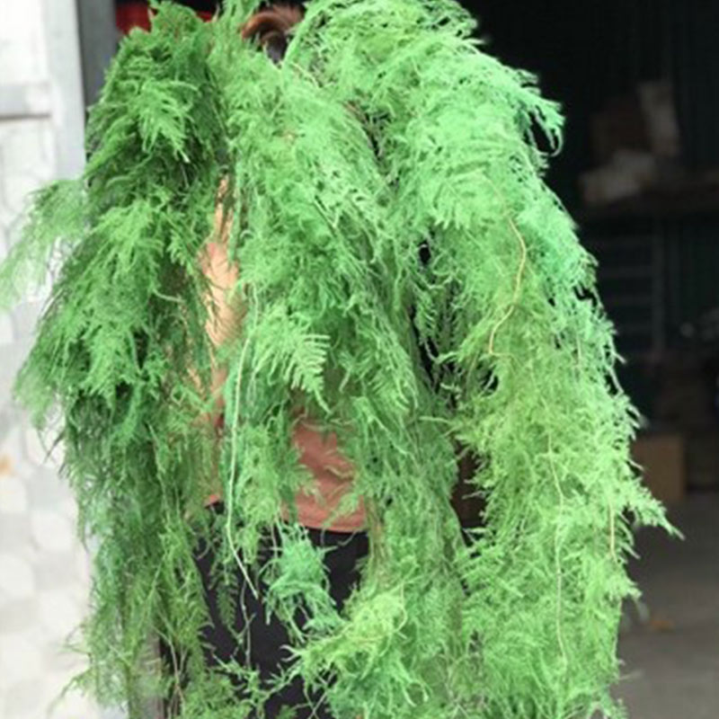 Hoa Kim Thủy Tùng – Xanh rêu