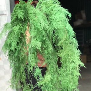 Hoa Kim Thủy Tùng – Xanh rêu