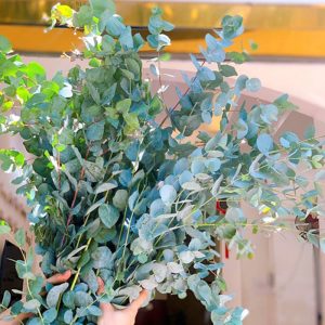 Hoa Lá Bạc – To A