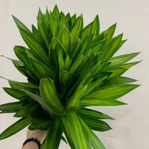 Hoa Lá Bách Hợp