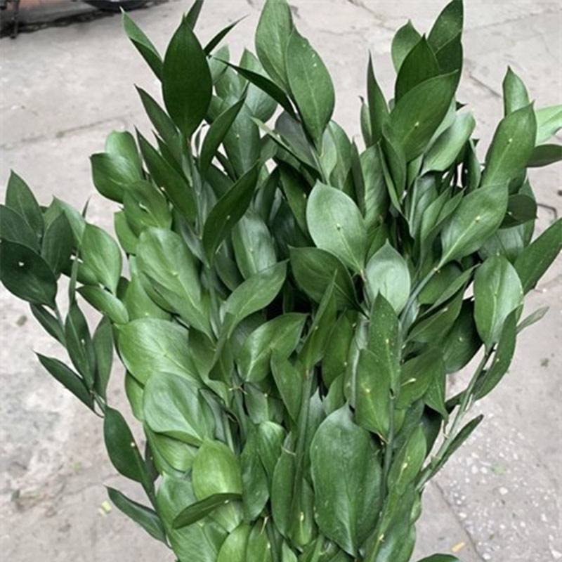 Hoa Lá Chanh B