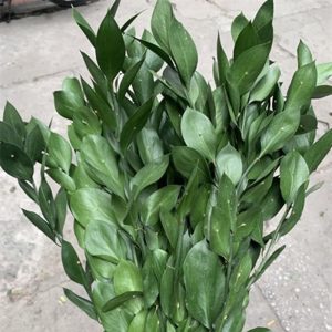 Hoa Lá Chanh B