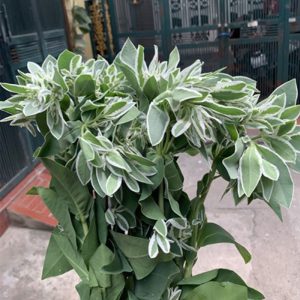Hoa Lá Chanh Đốm – Trắng A