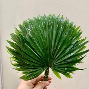 Hoa Lá Cọ
