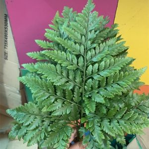 Hoa Lá Dương Xỉ