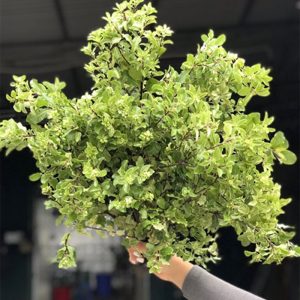 Hoa Lá Hải Đồng