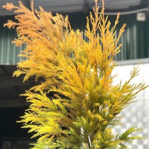 Hoa Lá Hoàng Kim – Cam A
