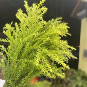 Hoa Lá Hoàng Kim – Xanh A