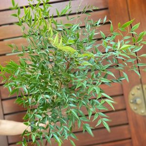 Hoa Lá Nam Thiên – Xanh A