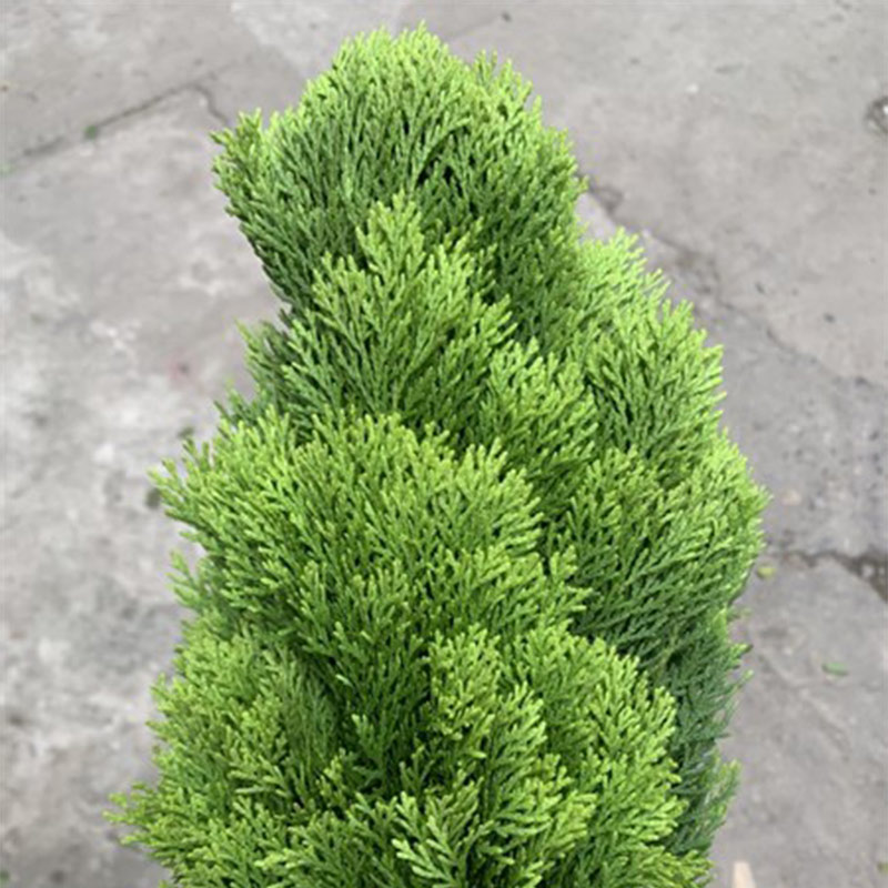 Hoa Lá Trắc Bách Diệp