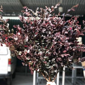 Hoa Lá Tràm – Đỏ A