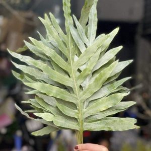 Hoa Lá Xẻ Bạc
