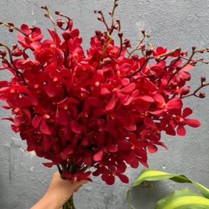 Hoa Lan Mocara Đỏ A