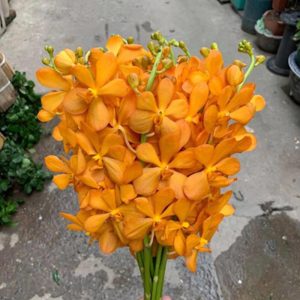 Hoa Lan Mocara Vàng
