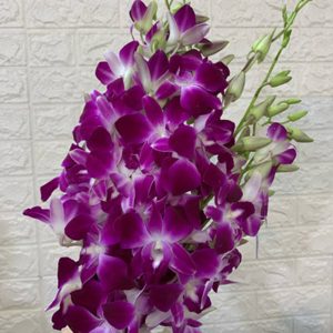 Hoa Lan Thái – Tím