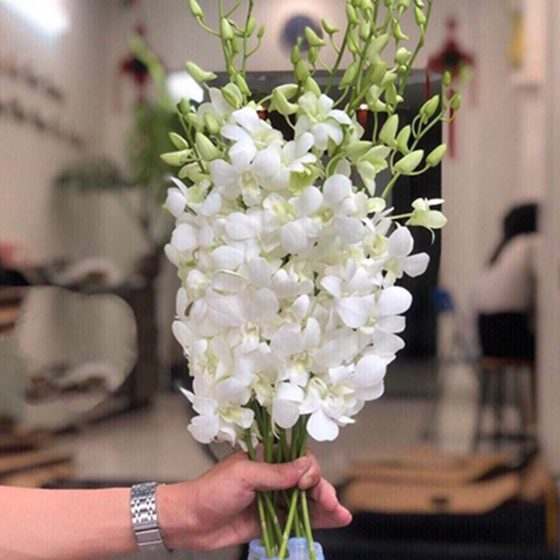 Hoa Lan Thái – Trắng