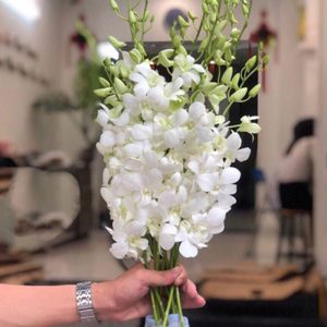 Hoa Lan Thái – Trắng