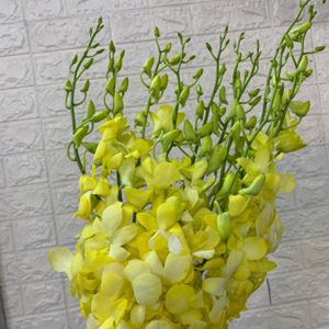 Hoa Lan Thái – Vàng
