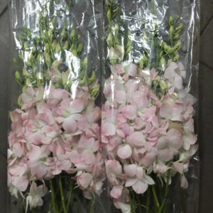 Hoa Lan Thái Hồng
