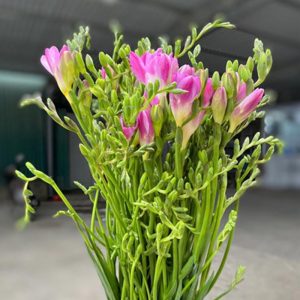 Hoa Lan Tiên Hồng A