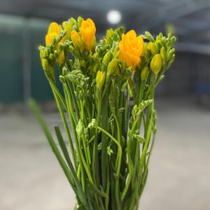Hoa Lan Tiên Vàng A