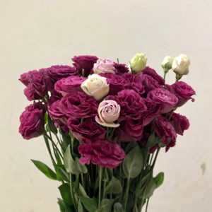Hoa Lan Tường – Đỏ Rượu A