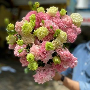 Hoa Lan Tường – Hồng Quang A