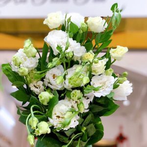 Hoa Lan Tường – Hồng Xoăn