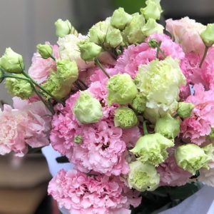 Hoa Lan Tường – Hồng Xoăn A