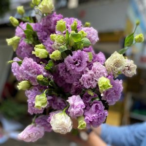 Hoa Lan Tường – Tím Xoăn Nhạt A