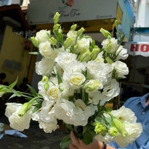 Hoa Lan Tường – Trắng A