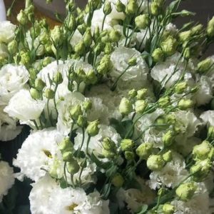 Hoa Lan Tường – Trắng Xoăn A