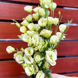 Hoa Lan Tường – Xanh Bơ Tàu A