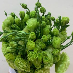 Hoa Lan Tường – Xanh Xoăn A
