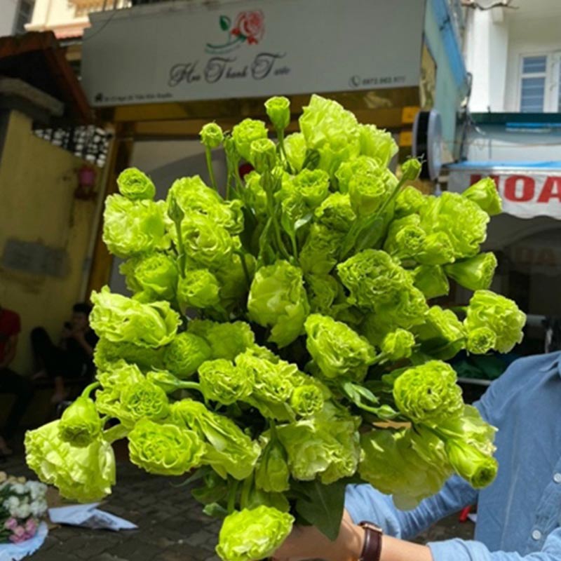 Lan Tường Xanh Xoăn